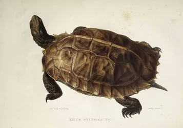 Emys spinosa